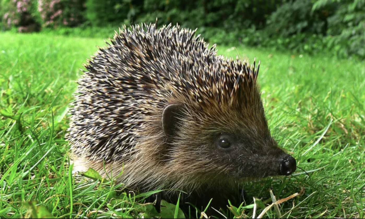 Screenshot 2019-04-11 at 16.29.31